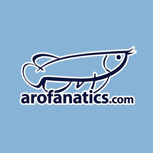 Arofanatics: buy sell trade arowana fish pets aquarium livestock SG
